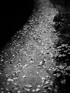 Details and Moments: dark, floor, path, pavement, rain, road