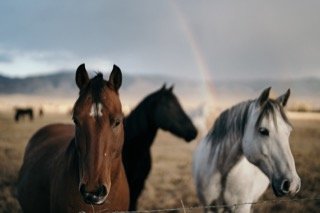 Details and Moments: brown, couple, fence, field, horse, rainbow