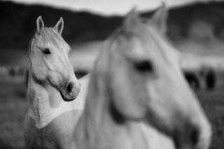 Details and Moments: field, horse, stand, stare