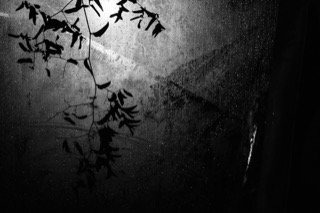 Details and Moments: branch, plant, rain, shine, sky, sun