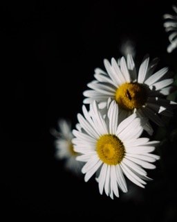 Details and Moments: daisy, flower