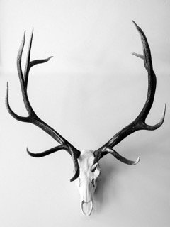 Details and Moments: animal, antler, wall, bull, trumpet, deer