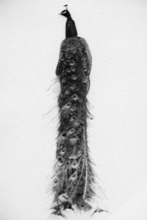 Details and Moments: bird, feather, peacock, snow, stand, tail