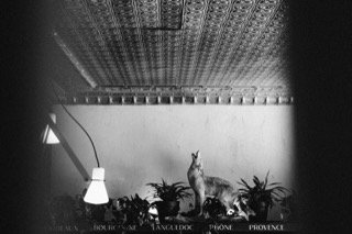 Details and Moments: animal, coyote, lamp, ceiling, pillar, plant